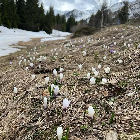 公寓 Cosy For 5 Near Lift, Les Gentianes *