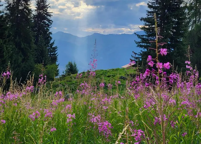 Cosy For 5 Near Lift, Les Gentianes *